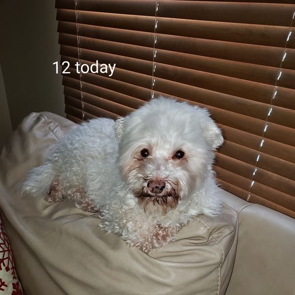 Meet your Posher, Eng - Picture 1 of 1